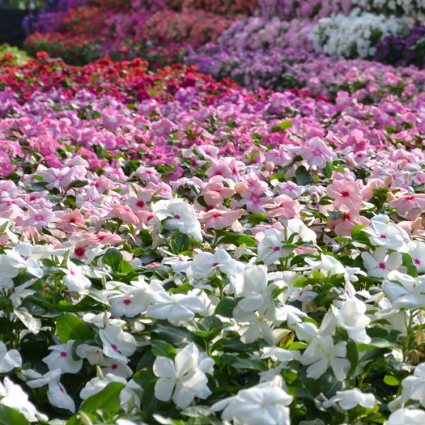 Mega Bloom® Mix
