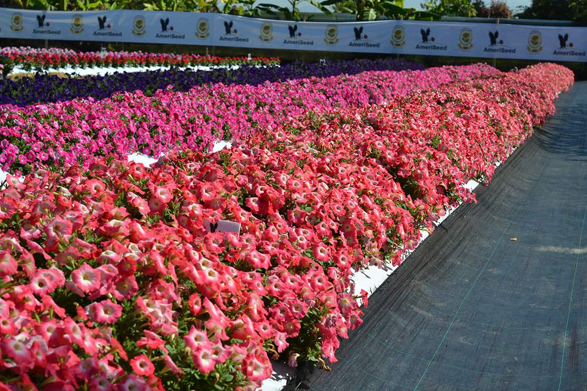 Hotunia-Radiance-The-best-choice-for-landscape