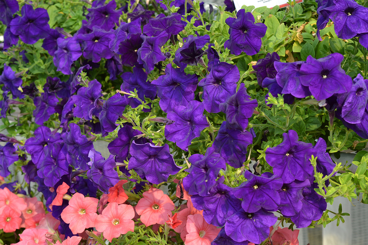 Hotunia