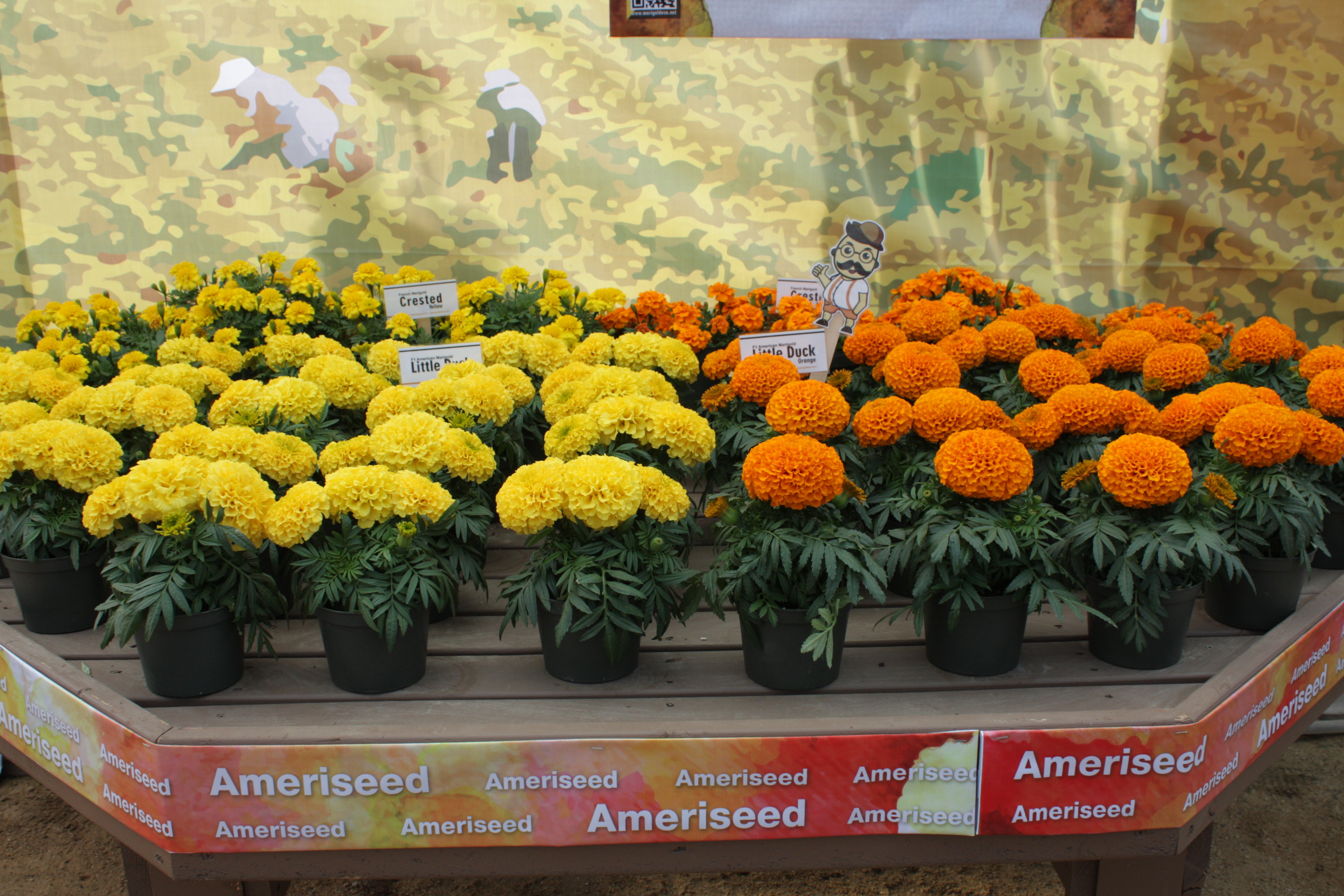 Little-Duck-Orange-and-Yellow-