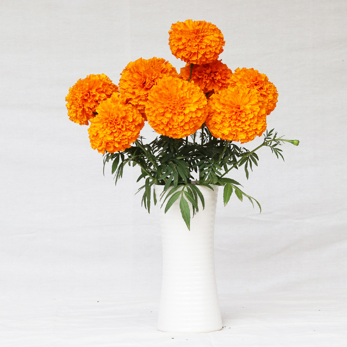 Chedi® Orange - AmeriSeed