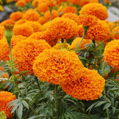 Chedi® Orange - AmeriSeed