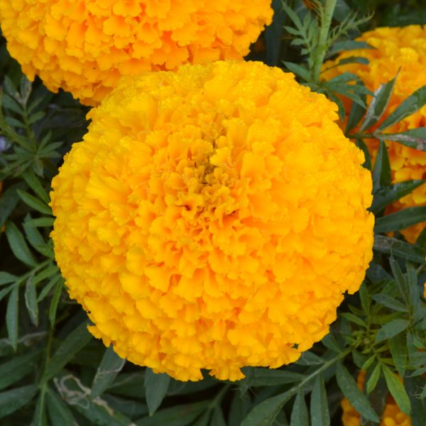 Bali Orange