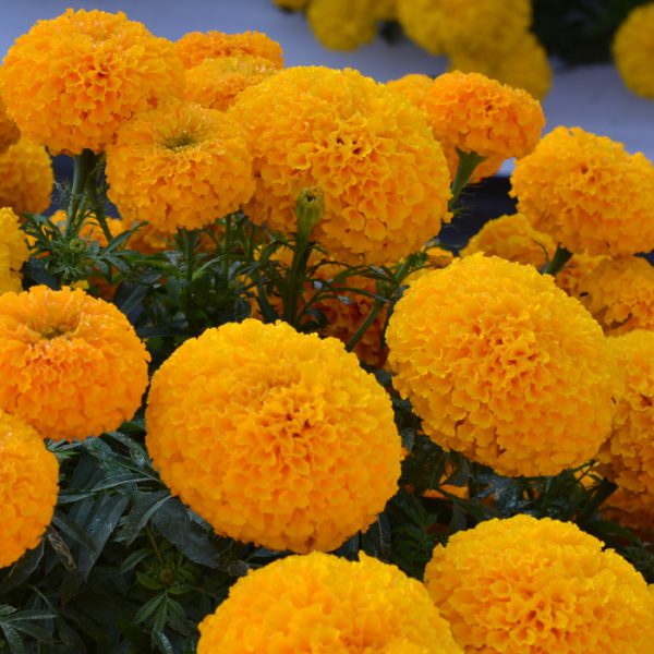 Bali Orange