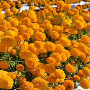 Oriental Deep Gold - AmeriSeed