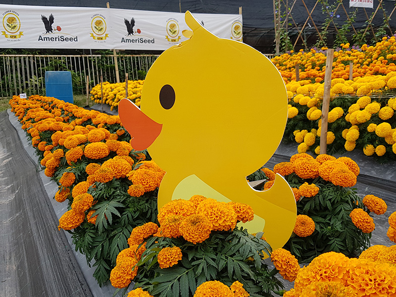 Tagetes-erecta-Little-Ducks-1