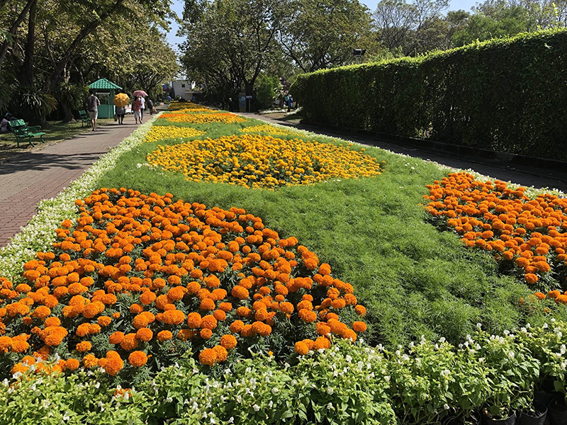 Tagetes-erecta-Little-Ducks-2