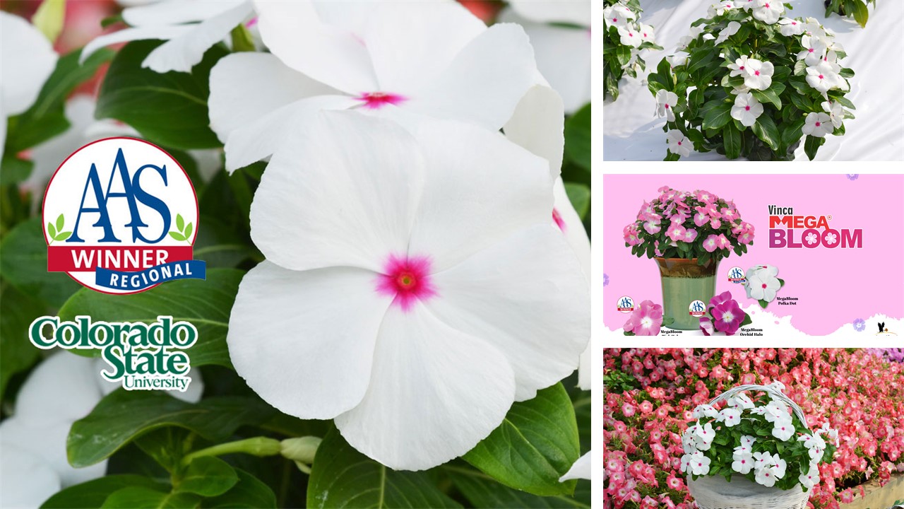 The-Top-5-AmeriSeed-Flowers-to-sow-this-Spring-for-Beautiful-Summer-Long-Blooms.5