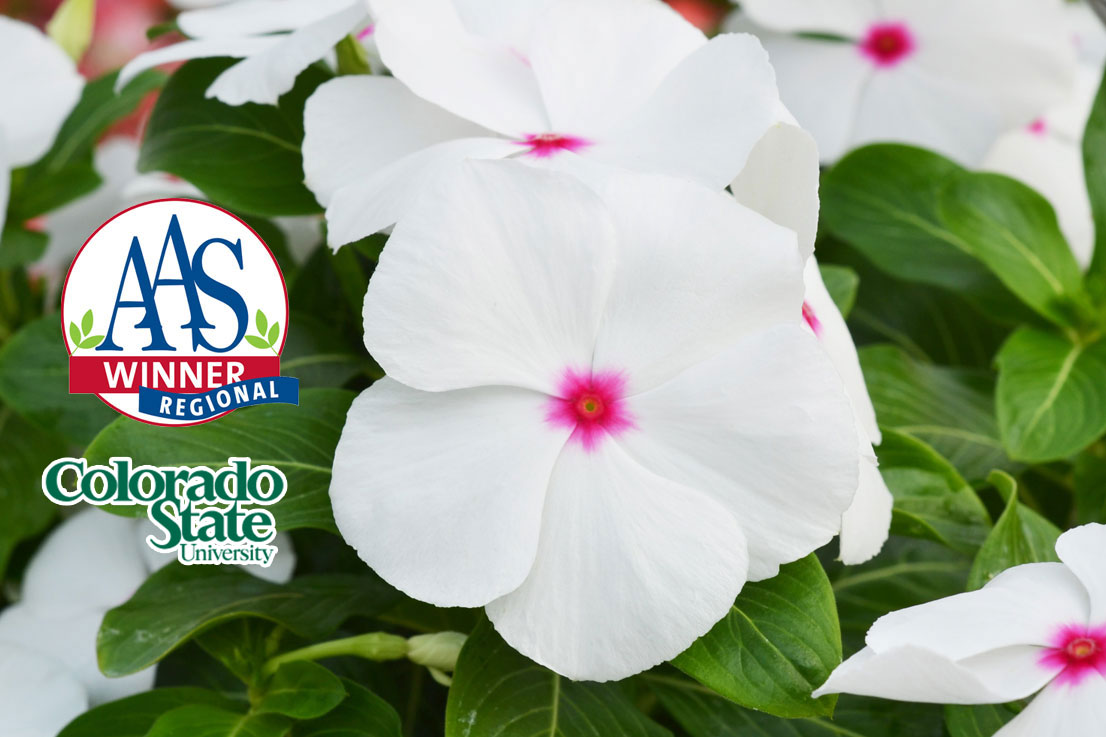 The-Top-5-AmeriSeed-Flowers-to-sow-this-Spring-for-Beautiful-Summer-Long-Blooms.7