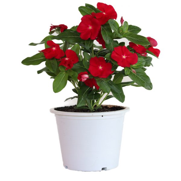Mega Bloom® Red
