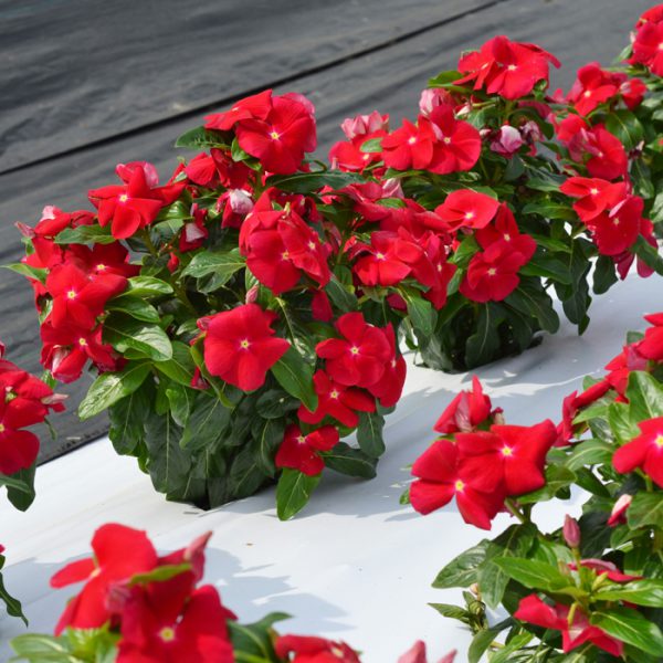 Mega Bloom® Red