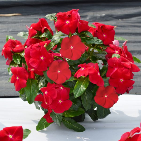 Mega Bloom® Red