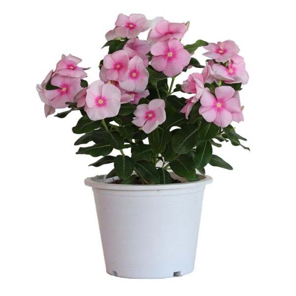 Mega Bloom® Icy Pink