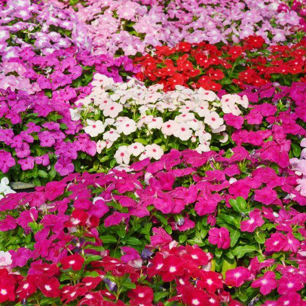 Mega Bloom® Mix