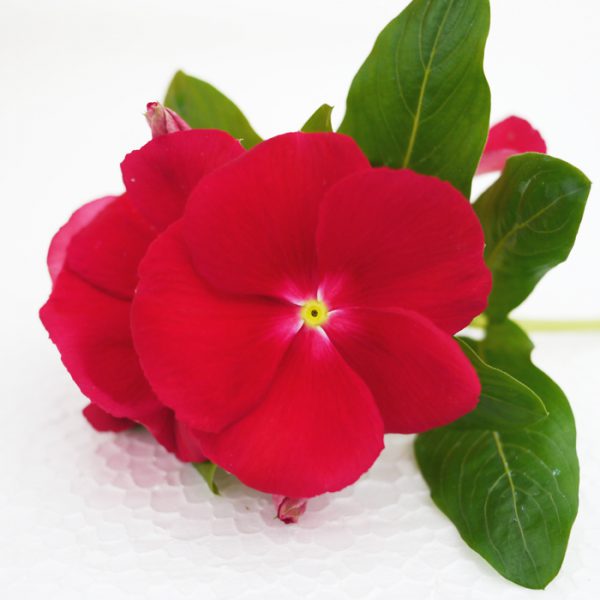 Mega Bloom® Red