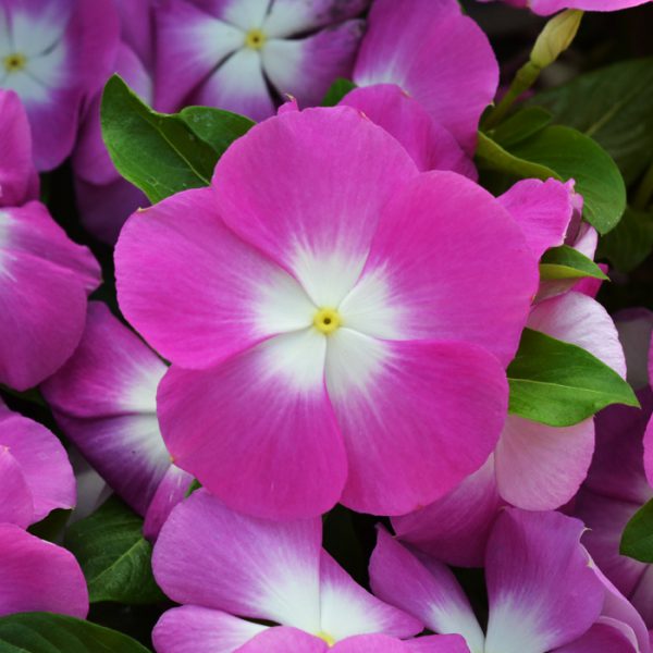 Mega Bloom® Orchid Halo