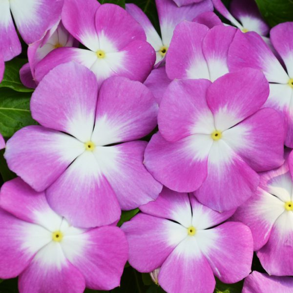 Mega Bloom® Orchid Halo