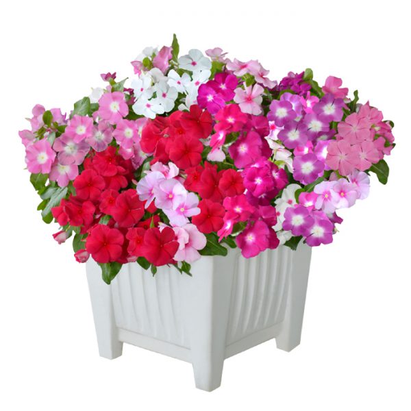 Mega Bloom® Mix