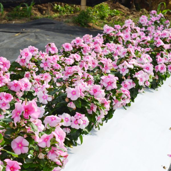 Mega Bloom® Icy Pink