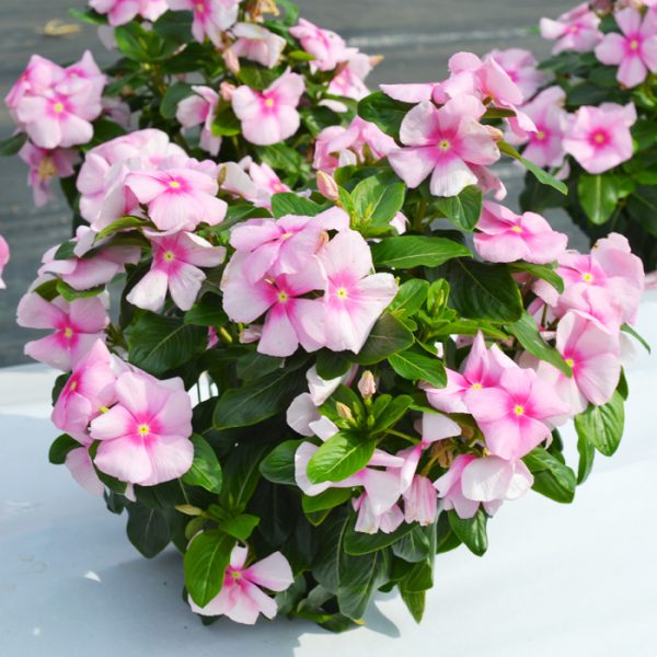 Mega Bloom® Icy Pink