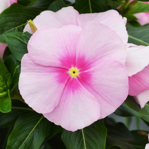 Mega Bloom® Icy Pink