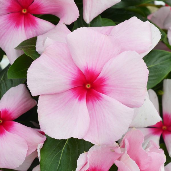 Mega Bloom® Strawberry