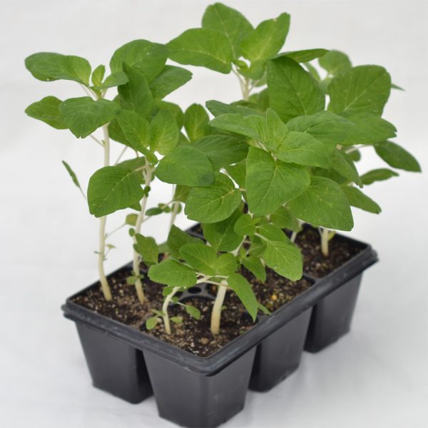 Amaranthus "Lochol Mix"