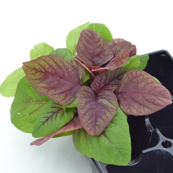 Amaranthus "Lochol Mix"