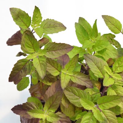 Holy Basil "Basilica Red"