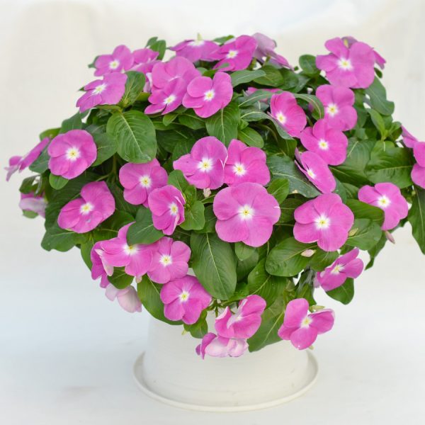 Mega Flow® Orchid With Eye