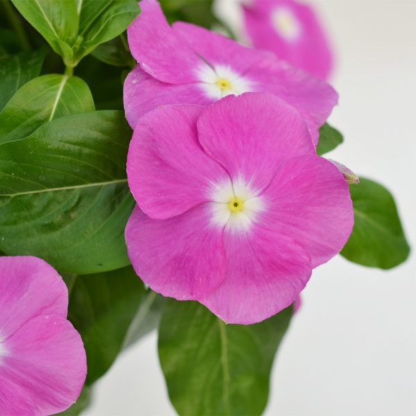 Mega Flow® Orchid With Eye