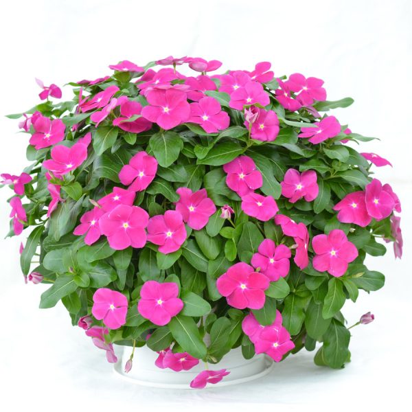 Mega Flow® Orchid