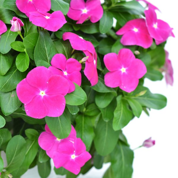 Mega Flow® Orchid