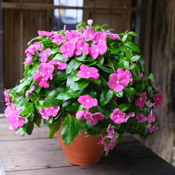 Mega Flow® Orchid