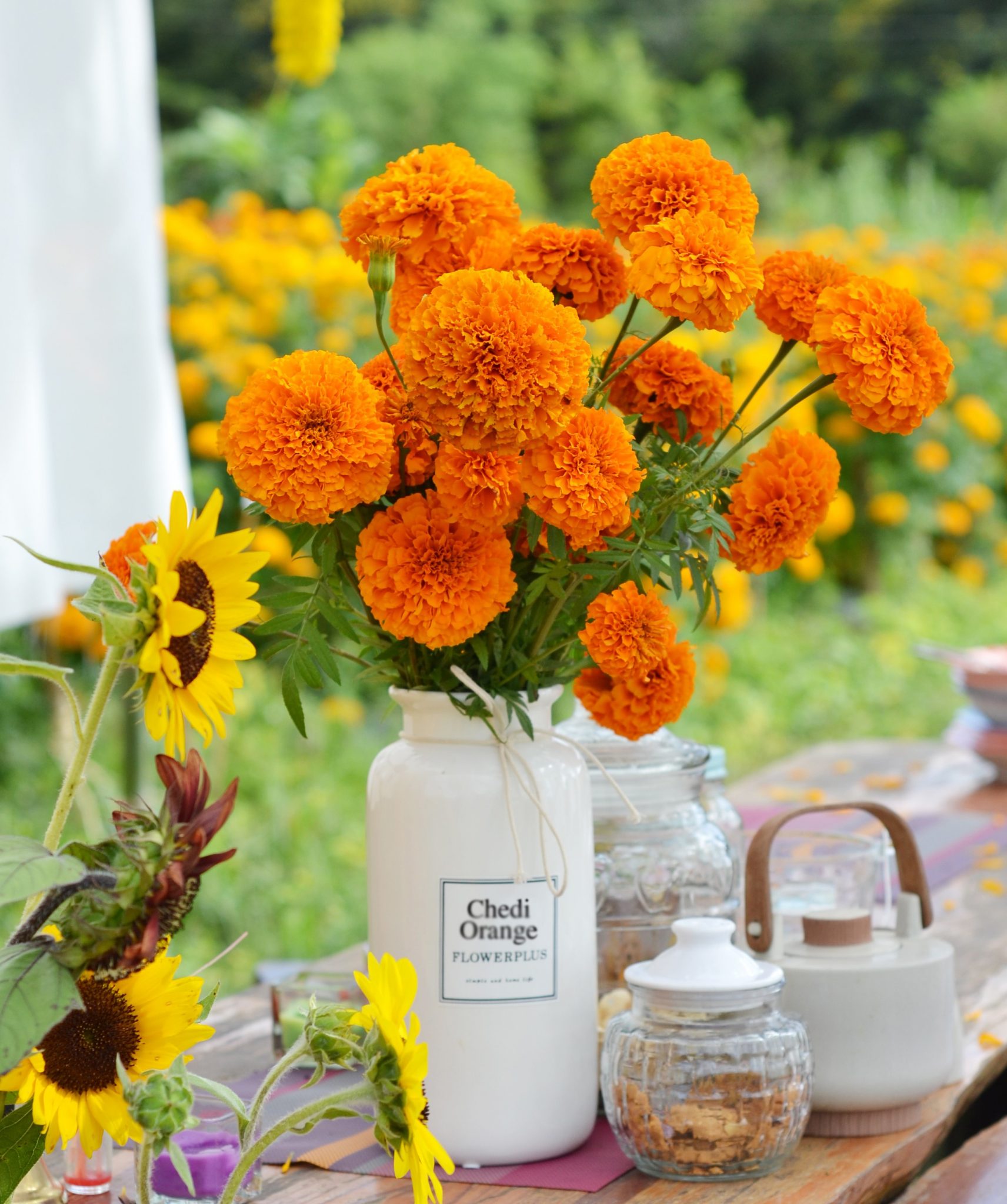 Chedi® Orange - AmeriSeed