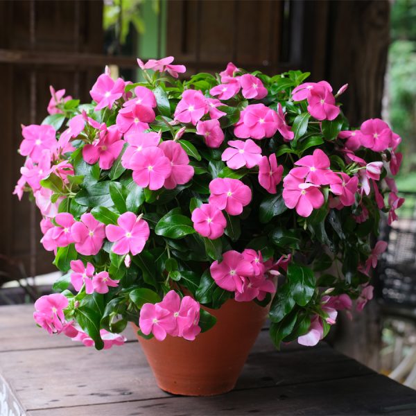 Mega Flow® Rose
