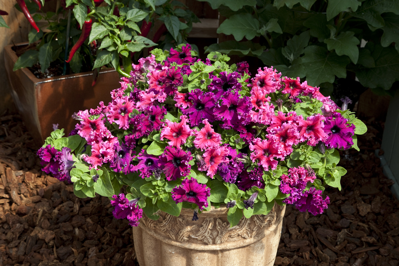Petunia Espresso Frappe Mixed 14044889