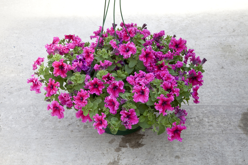 Petunia Espresso Frappe Rose 14044633