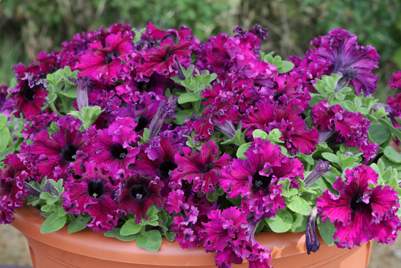 Petunia Espresso Frappe Ruby 13073286