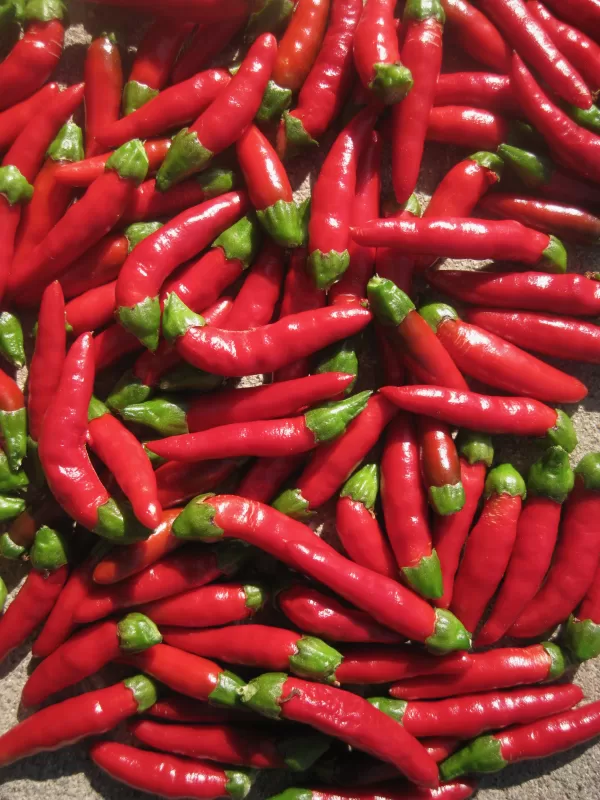 Devil Red