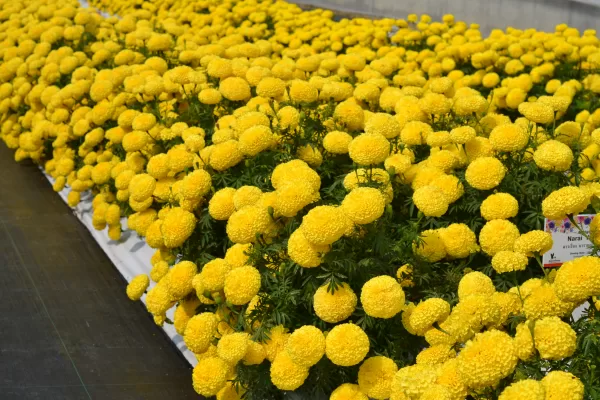 Hedge Mary Yellow
