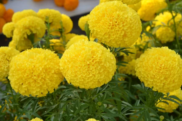 Hedge Mary Yellow