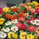 Zinnia marylandica Zinnia Fahrenheit Mix